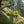 Cargar imagen en el visor de la galería, Bastones Carbonium Alp Speed