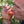Cargar imagen en el visor de la galería, Silbatos SOL® SLIM Rescue Howler™ Whistle, 2/Pack