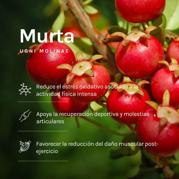 Gel Energético Murta – Ratio 1:0,8 – Con Cafeína